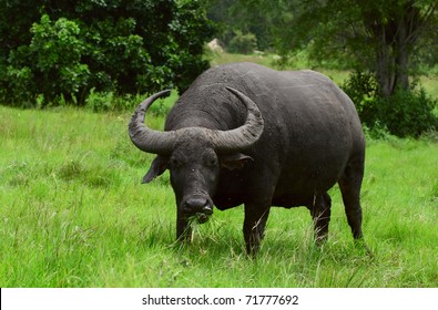 Water buffalo standing on green grass and looking to a camera