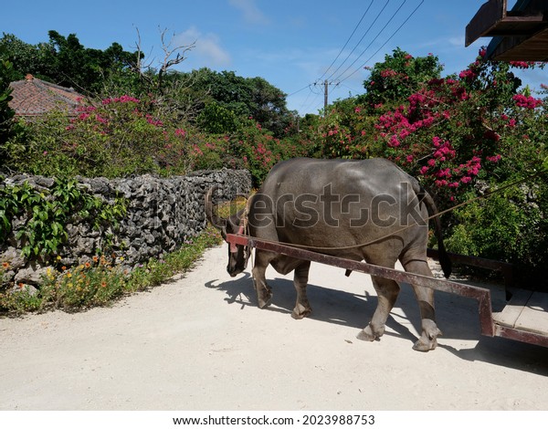 A water buffalo towing cart\
turning right on a street in Taketomi island, Okinawa,\
Japan\
