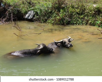 Water Buffalo, Vietnam