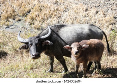 Water buffaloes gazing in the paddy field in Manipur, India. The water buffalo (Bubalus bubalis) or domestic water buffalo is a large bovid originating in the Indian subcontinent, Southeast Asia, etc.