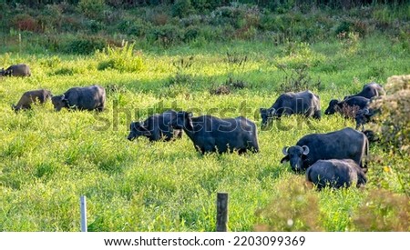 Water buffaloes in high grass pasture, in light of sunset. Iguape, Sao Paulo, Brazil