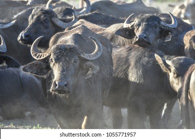 Water buffalos near Bamurru Plains, Northern Territory, Australia, October 13, 2016
