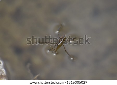 Water bug standing on the surface of the water in a river in Wyoming. Brownish river bed in background.