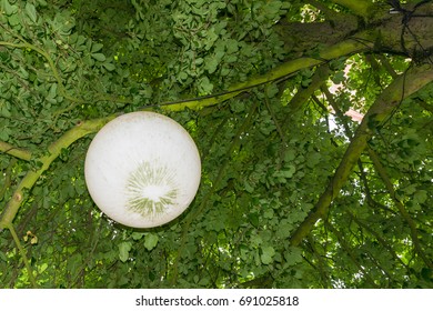 Water Buoy Used As A Lamp On A Tree