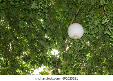 Water Buoy Used As A Lamp On A Tree