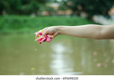 Water Burial Funeral Ceremony. Hand Holding Flower Petals Spreading Over Water In Scattering Ashes Ceremony After Cremation.