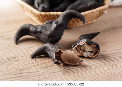 Water Caltrop, Water Chestnut, Trapa Natans