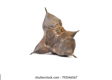 Water Caltrop Spiky Hard Seed