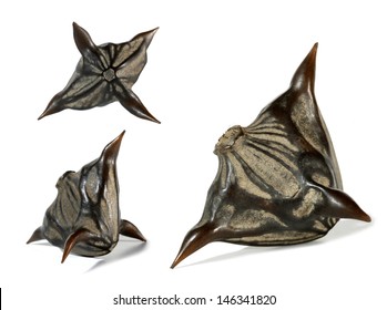 Water Caltrop Trapa Natans Horny Seed