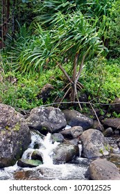 Botanical Garden Kauai Images Stock Photos Vectors Shutterstock