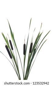 Water Cattails On A White Background Isolated