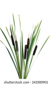 Water Cattails On A White Background Isolated