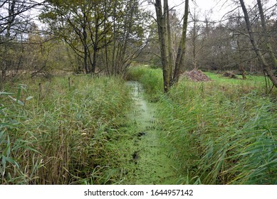 Water Channel At Askham Bog Nature Reserve And Site Of Special Scientific Interest