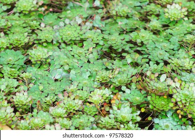 Water Chestnut Background.