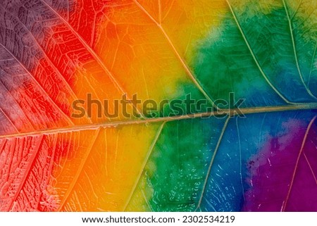 Water color rainbow on a skeleton leaf structure, close up photography