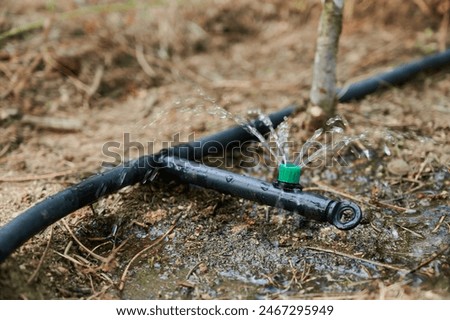 Water coming out of a dripper of an automatic irrigation system running in a garden