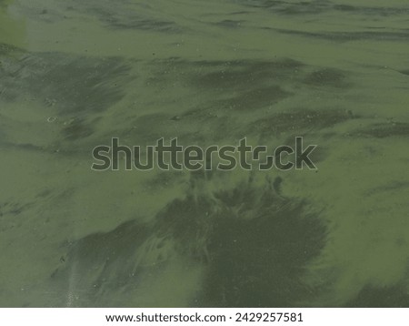 The water condition of Lake Maninjau, which experiences the phenomenon of green water, blooming algae or blooming phytoplancton