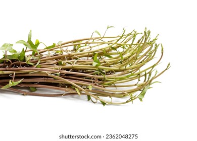 Water convolvulus or water spinach on white background. - Shutterstock ID 2362048275
