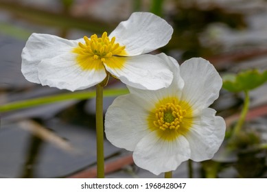 Water Crowfoot In A Creek