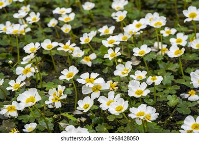 Water Crowfoot In A Creek