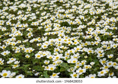 Water Crowfoot In A Creek