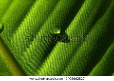 Water dew drops after rain on green grass blades and green leaf in nature in the morning sun
