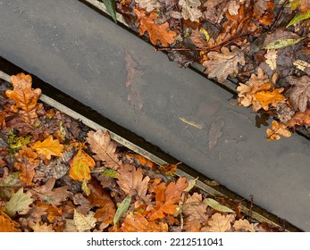 Water Ditch And Autumn Oak Leaves