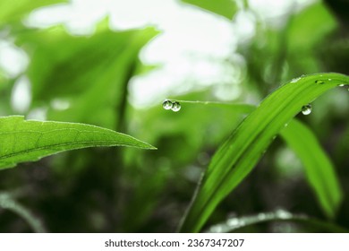Water doplets on green leaves.