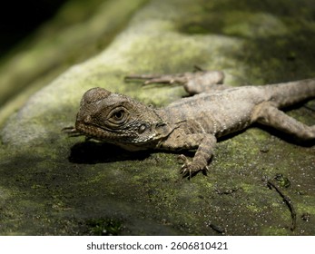 water dragon, young water dragon, australia, eastern australia, urban park,  brownish coloration, brown lizard, climber, swimmer, lizard on rock, light, shadow, detail, zoom, macro, rock, stone