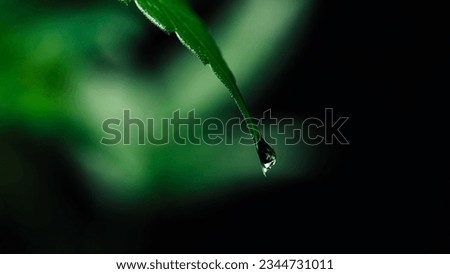 Water drip, morning dew falls from fresh cannabis leaf or grass blade. Macro background. Freshness, nature, beauty of life. 