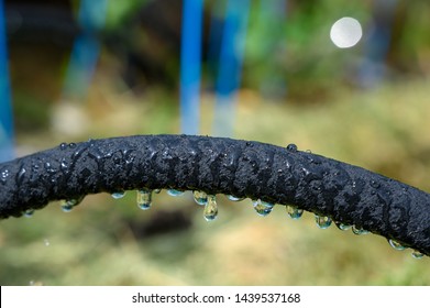 Water Dripping From Black Rigid Soaker Hose With Garden Background