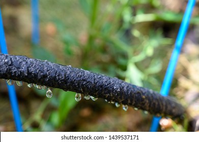 Water Dripping From Black Rigid Soaker Hose With Garden Background