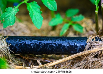 Water Dripping From Black Rigid Soaker Hose With Garden Background