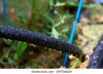 Water Dripping From Black Rigid Soaker Hose With Garden Background