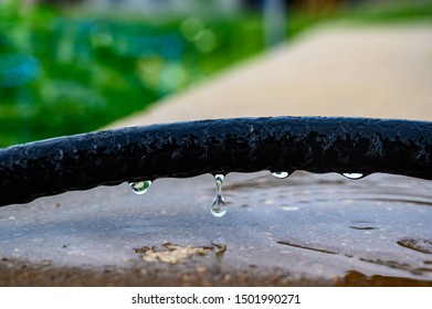 Water Dripping From Black Rigid Soaker Hose With Garden Background