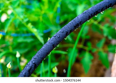 Water Dripping From Black Rigid Soaker Hose With Garden Background