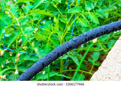 Water Dripping From Black Rigid Soaker Hose With Garden Background