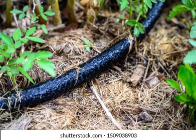 Water Dripping From Black Rigid Soaker Hose With Garden Background