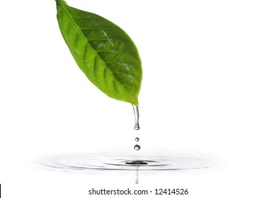 Water Dripping Of A Leaf