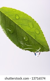 Water Dripping Of A Leaf