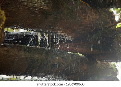 Water Dripping Off Cut Logs Stacked