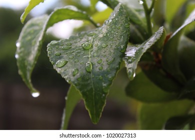 Water Dripping Off A Leaf