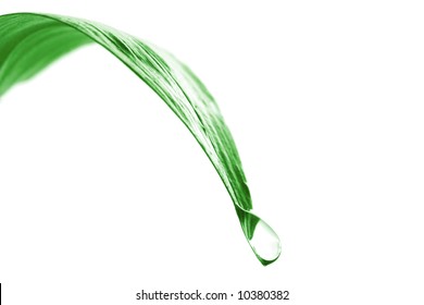 Water Dripping Off A Leaf