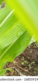 Water Dripping Off A Lovely Green Leaf 