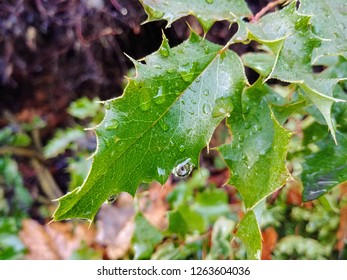 Water Dripping Off A Mahonia Leaf