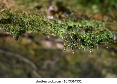 Water Dripping Off Of Moss I