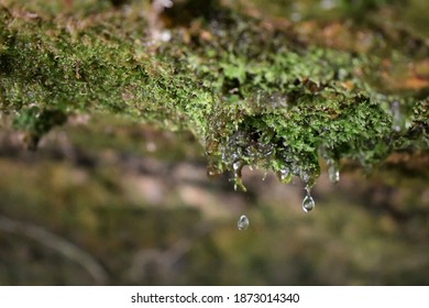 Water Dripping Off Of Moss II