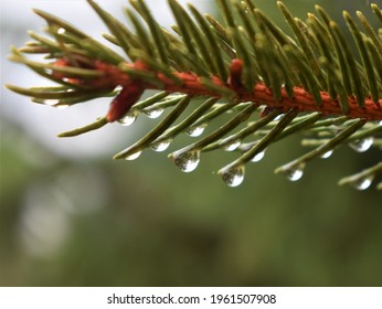 Water Dripping Off Of Pine Needles.