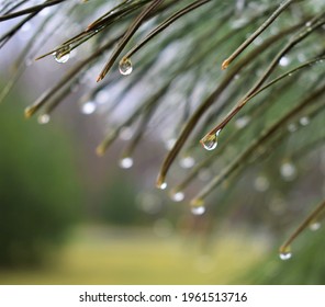 Water Dripping Off Of Pine Needles.