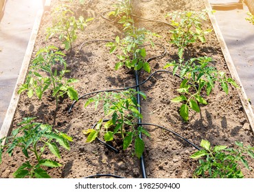 Water Dripping System In Home Vegetable Garden Watering Tomato Plants In Greenhouse. Home Use Water Drip Irrigation System.